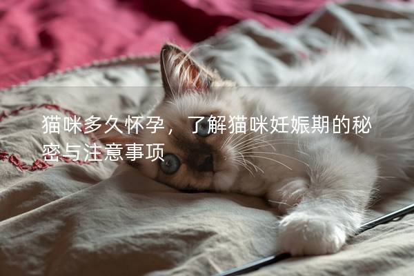 猫咪多久怀孕，了解猫咪妊娠期的秘密与注意事项
