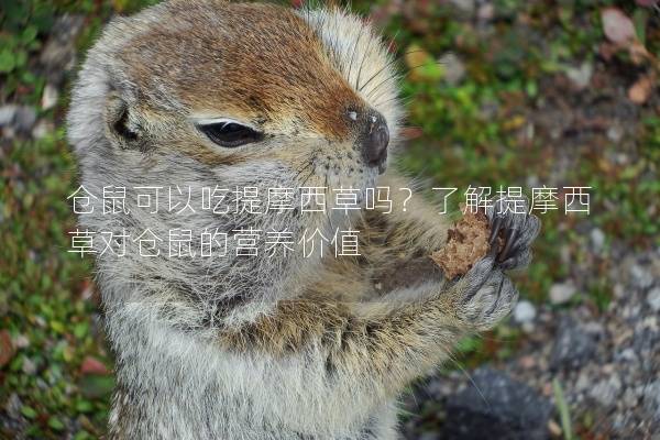 仓鼠可以吃提摩西草吗？了解提摩西草对仓鼠的营养价值