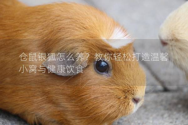 仓鼠银狐怎么养?教你轻松打造温馨小窝与健康饮食 仓鼠银狐怎么养?教你轻松打造温馨小窝与健康饮食
