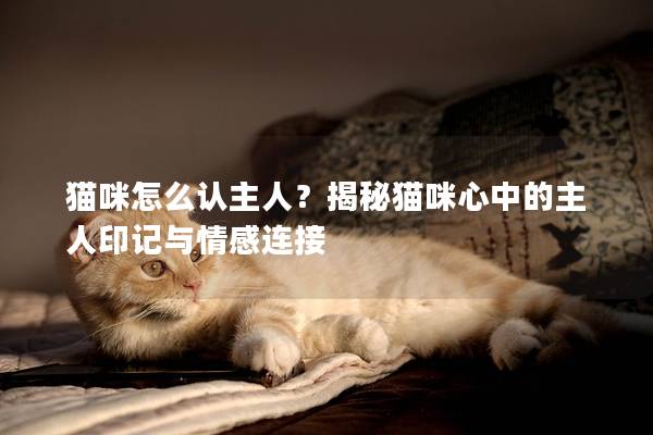 猫咪怎么认主人？揭秘猫咪心中的主人印记与情感连接