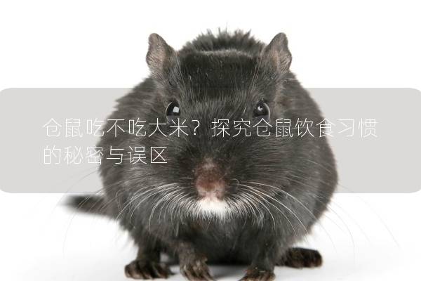 仓鼠吃不吃大米？探究仓鼠饮食习惯的秘密与误区