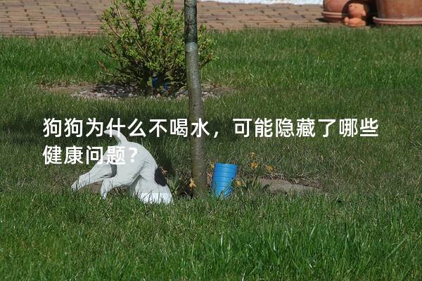 狗狗为什么不喝水，可能隐藏了哪些健康问题？