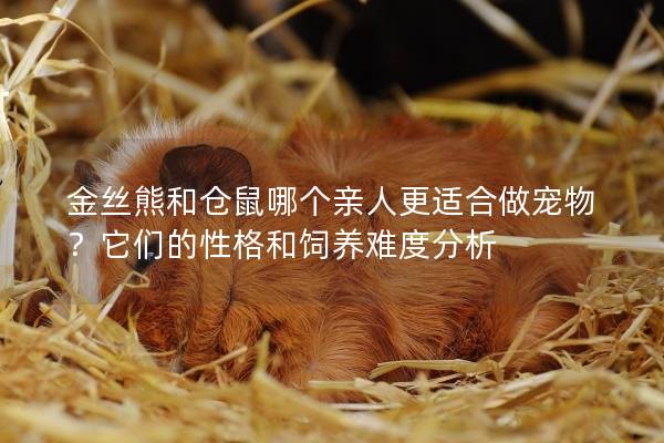 金丝熊和仓鼠哪个亲人更适合做宠物？它们的性格和饲养难度分析