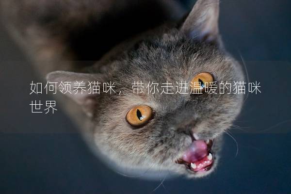 如何领养猫咪，带你走进温暖的猫咪世界