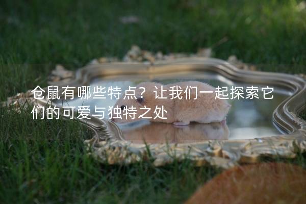 仓鼠有哪些特点？让我们一起探索它们的可爱与独特之处