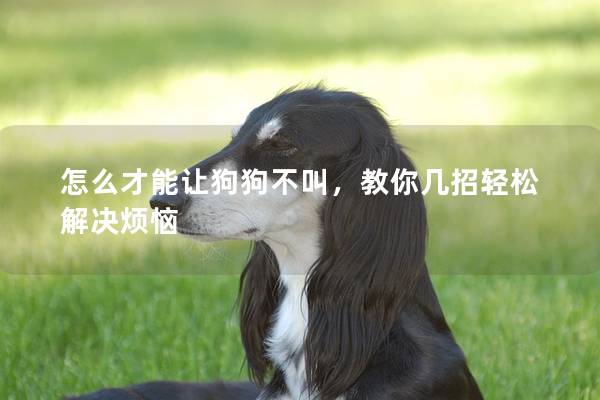怎么才能让狗狗不叫，教你几招轻松解决烦恼