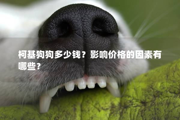 柯基狗狗多少钱?影响价格的因素有哪些? 柯基狗狗多少钱?影响价格的因素有哪些?