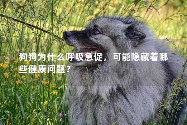 狗狗为什么呼吸急促，可能隐藏着哪些健康问题？