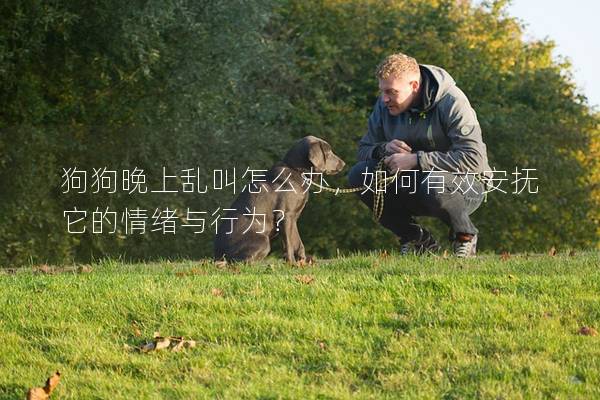 狗狗晚上乱叫怎么办，如何有效安抚它的情绪与行为？