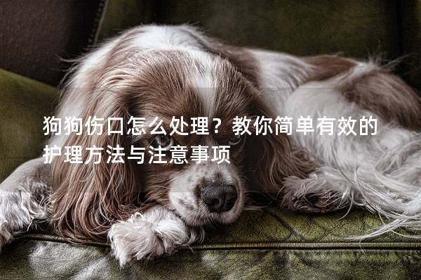 狗狗伤口怎么处理？教你简单有效的护理方法与注意事项