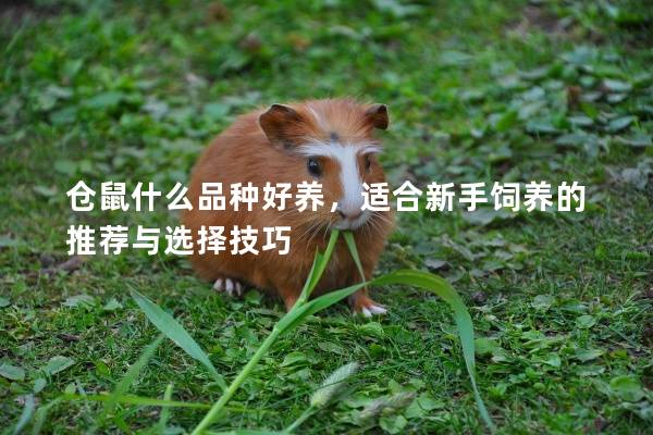 仓鼠什么品种好养，适合新手饲养的推荐与选择技巧