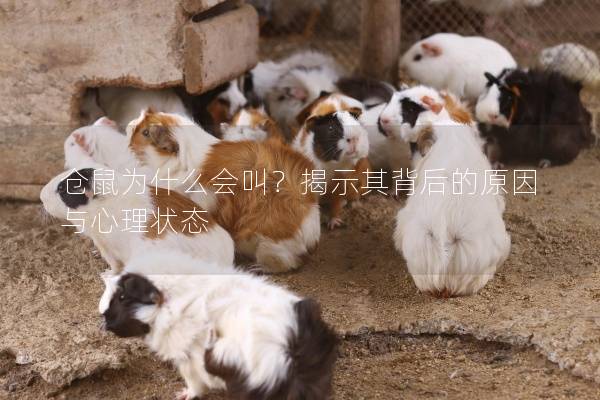 仓鼠为什么会叫？揭示其背后的原因与心理状态