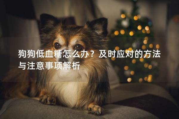 狗狗低血糖怎么办？及时应对的方法与注意事项解析