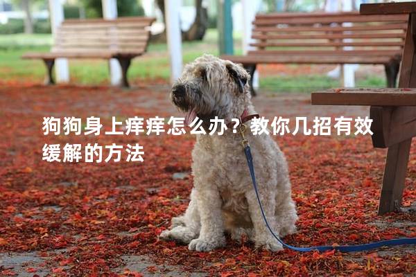 狗狗身上痒痒怎么办？教你几招有效缓解的方法