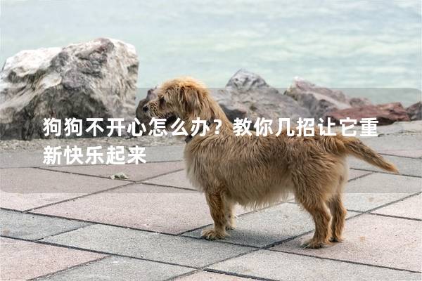 狗狗不开心怎么办？教你几招让它重新快乐起来