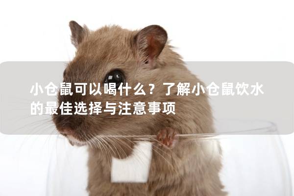 小仓鼠可以喝什么？了解小仓鼠饮水的最佳选择与注意事项