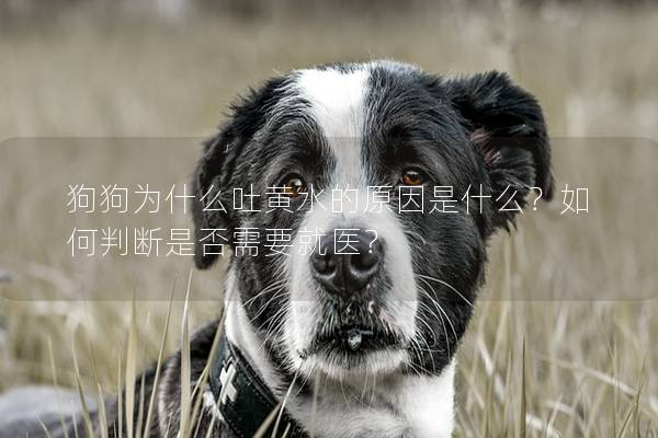 狗狗为什么吐黄水的原因是什么？如何判断是否需要就医？