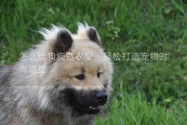 怎么给狗狗做衣服，轻松打造宠物时尚造型