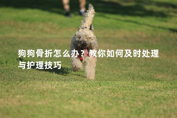 狗狗骨折怎么办？教你如何及时处理与护理技巧