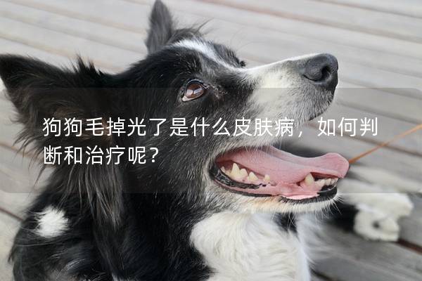 狗狗毛掉光了是什么皮肤病,如何判断和治疗呢? 狗狗毛掉光了是什么皮肤病,如何判断和治疗呢?