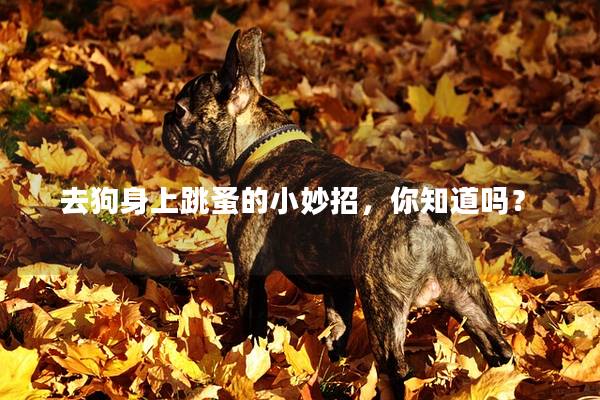 去狗身上跳蚤的小妙招，你知道吗？
