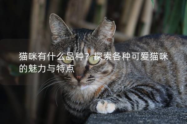 猫咪有什么品种？探索各种可爱猫咪的魅力与特点