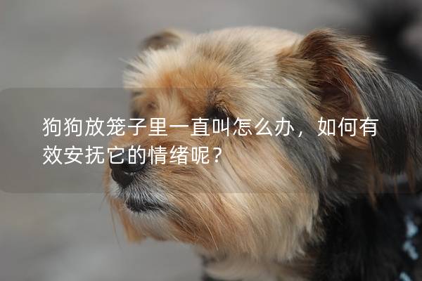狗狗放笼子里一直叫怎么办，如何有效安抚它的情绪呢？