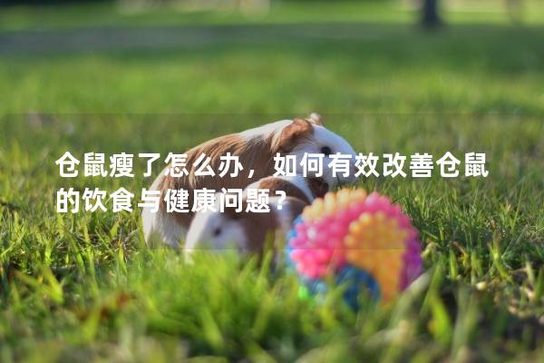 仓鼠瘦了怎么办,如何有效改善仓鼠的饮食与健康问题? 仓鼠瘦了怎么办,如何有效改善仓鼠的饮食与健康问题?