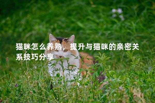 猫咪怎么养熟，提升与猫咪的亲密关系技巧分享