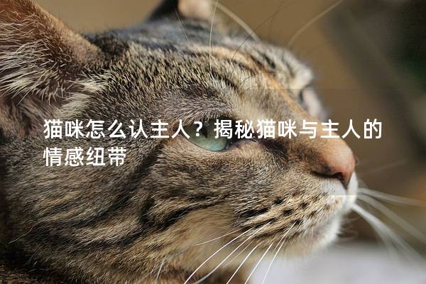 猫咪怎么认主人？揭秘猫咪与主人的情感纽带