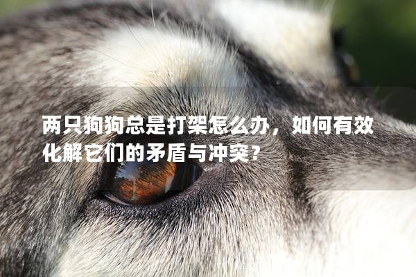 两只狗狗总是打架怎么办，如何有效化解它们的矛盾与冲突？