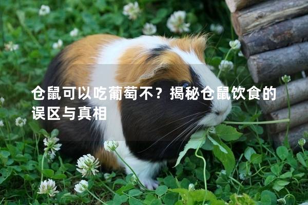 仓鼠可以吃葡萄不？揭秘仓鼠饮食的误区与真相