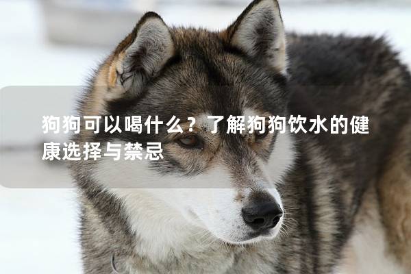 狗狗可以喝什么？了解狗狗饮水的健康选择与禁忌