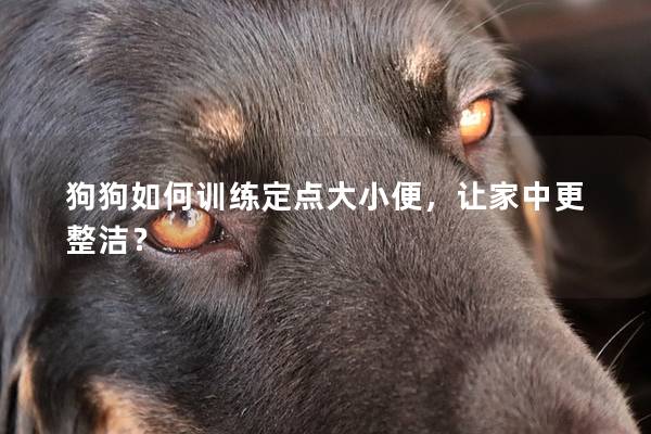 狗狗如何训练定点大小便，让家中更整洁？