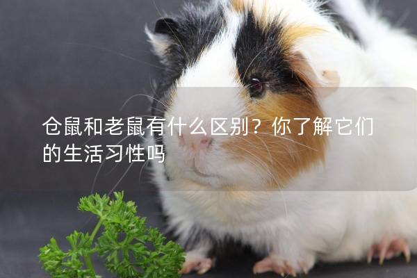 仓鼠和老鼠有什么区别？你了解它们的生活习性吗