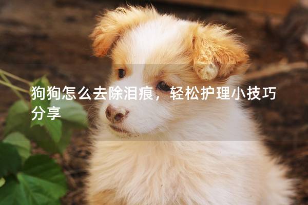 狗狗怎么去除泪痕,轻松护理小技巧分享 狗狗怎么去除泪痕,轻松护理小技巧分享