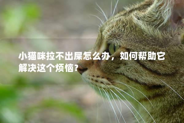 小猫咪拉不出屎怎么办，如何帮助它解决这个烦恼？