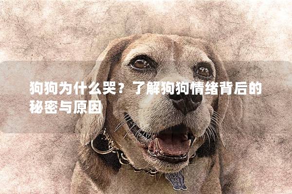 狗狗为什么哭？了解狗狗情绪背后的秘密与原因