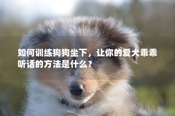 如何训练狗狗坐下，让你的爱犬乖乖听话的方法是什么？
