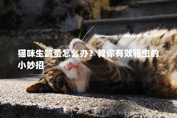 猫咪生跳蚤怎么办？教你有效驱虫的小妙招