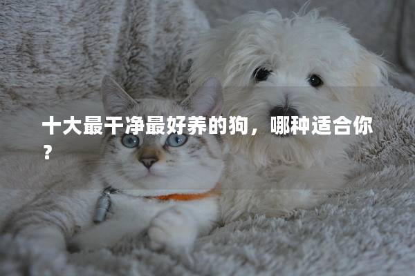 十大最干净最好养的狗,哪种适合你? 十大最干净最好养的狗,哪种适合你?