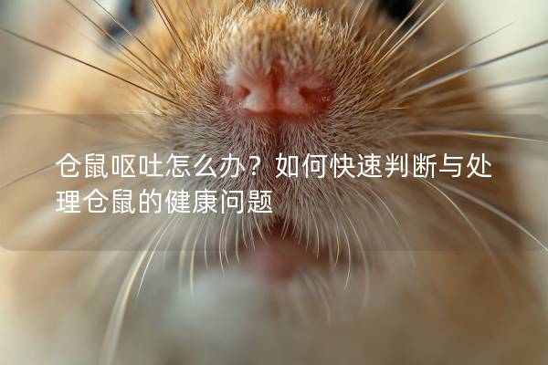 仓鼠呕吐怎么办？如何快速判断与处理仓鼠的健康问题