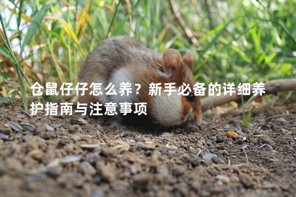 仓鼠仔仔怎么养？新手必备的详细养护指南与注意事项