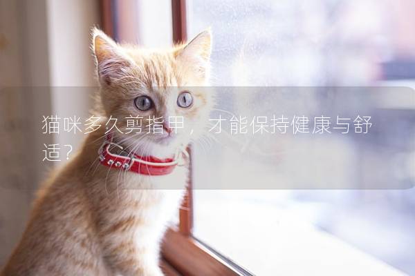 猫咪多久剪指甲，才能保持健康与舒适？