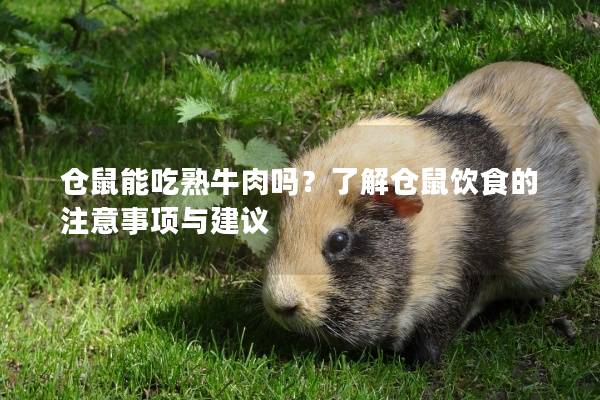 仓鼠能吃熟牛肉吗？了解仓鼠饮食的注意事项与建议