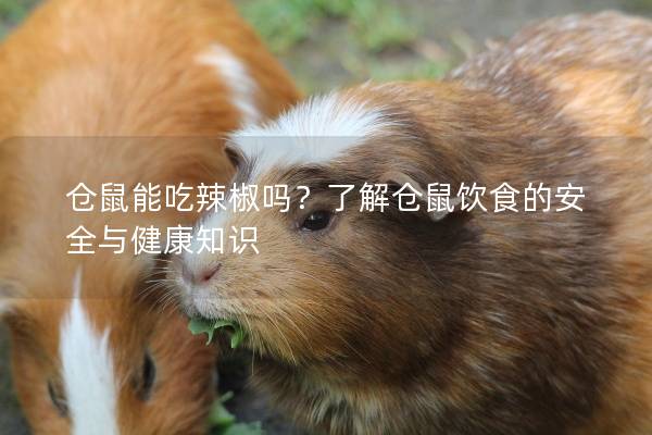 仓鼠能吃辣椒吗？了解仓鼠饮食的安全与健康知识