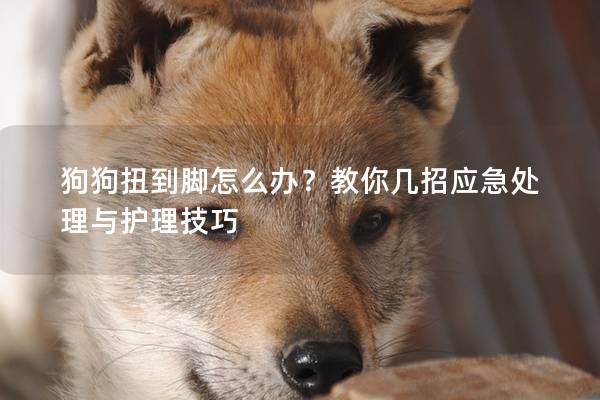 狗狗扭到脚怎么办?教你几招应急处理与护理技巧 狗狗扭到脚怎么办?教你几招应急处理与护理技巧