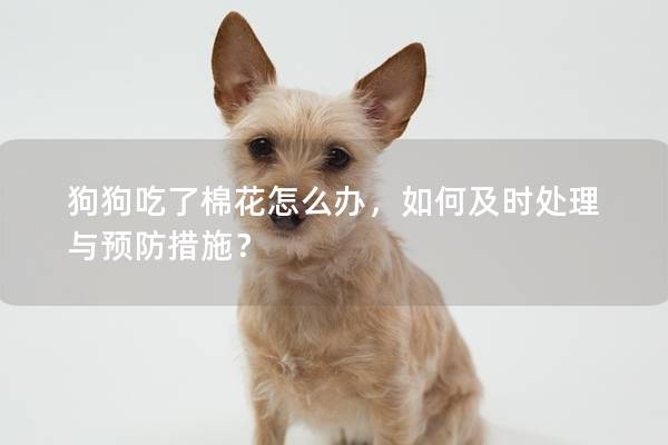 狗狗吃了棉花怎么办，如何及时处理与预防措施？
