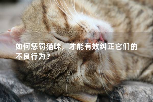 如何惩罚猫咪，才能有效纠正它们的不良行为？