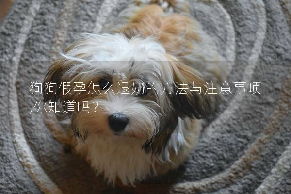 狗狗假孕怎么退奶的方法与注意事项,你知道吗？